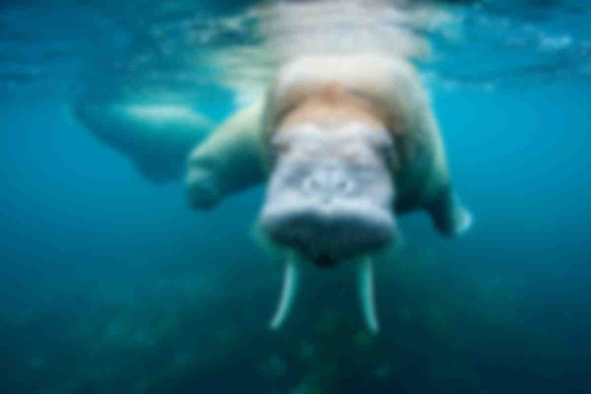 Book your next scuba diving holiday