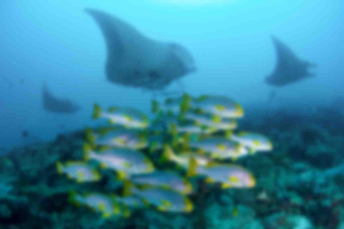 Book your next scuba diving holiday