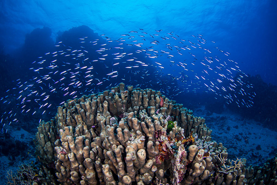 The Coral Sea | ZuBlu