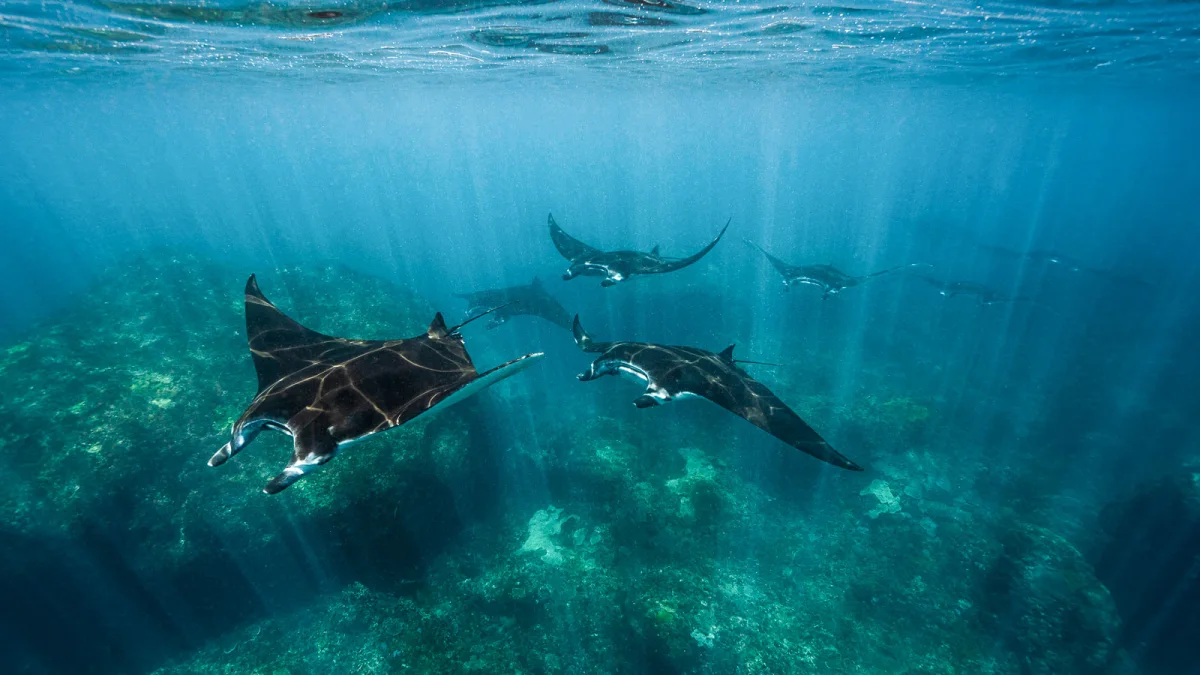 https://res.cloudinary.com/zublu/image/fetch/f_webp%2Cw_1200%2Cq_auto/https%3A//www.zubludiving.com/images/Articles/Manta-ray-seasons-Indonesia/Manta-ray-seasons-Indonesia-banner.jpg