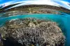 Cairns Port Douglas scuba diving 7