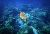 Coral Sea Australia Scuba Diving 13