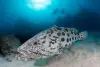 Lizard Island Diving 3