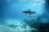 Grand Bahama Abaco Islands Diving 5