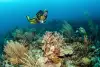 Ambergris Caye Caulker Belize Scuba Diving 3