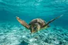 Ambergris Caye Caulker Belize Scuba Diving 5