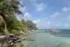 Isla Marisol Reef Glovers Reef 13