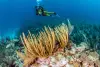 Turneffe Atoll Lighthouse Reef Great Blue Hole Belize Diving 2