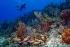 Cayman Brac Little Cayman Scuba Diving 7