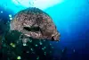 Malpelo Island Colombia Diving 8