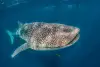 Djibouti Scuba Diving 2