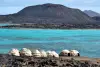 Djibouti Scuba Diving 7