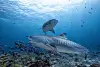 Tahiti Moorea French Polynesia Scuba Diving 6