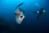 Mola Mola Diving Nusa Penida Lembongan Bali Indonesia 2