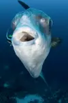 Mola Mola Diving Nusa Penida Lembongan Bali Indonesia