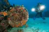 Cenderawasih Bay Papua Indonesia Diving 8