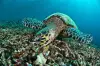 Sipadan Sabah Malaysia Diving 4