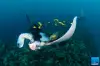 Maldives_Rasdhoo_Manta_Ray_Rescue 1