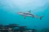 maldives_rasdhoo_blacktip_shark