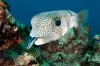 maldives_south_ari_porcupinefish