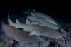 maldives_vaavu_nursesharks_nightdive