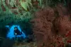 maldives_vaavu_soft_coral_cave