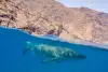 Guadalupe Island Mexico Diving Shark 9