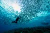 Tubbataha Reefs Diving Philippines 4