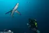 Malapascua Cebu Philiipines Diving 2