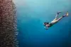 Moalboal Cebu Scuba Diving Sardines Reef 6