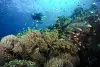 Moalboal Cebu Scuba Diving Sardines Reef 9