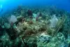 St Kitts Nevis Saba Eustatius scuba diving 9