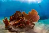 St Lucia Scuba Diving 3