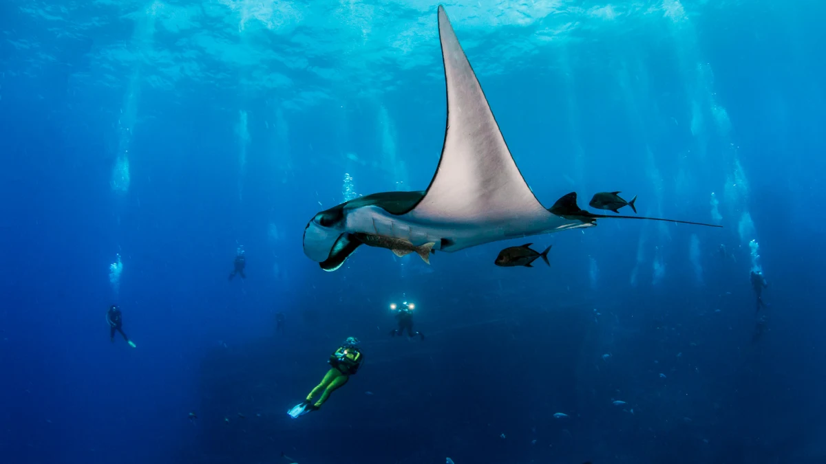 World’s best liveaboard itineraries for advanced divers