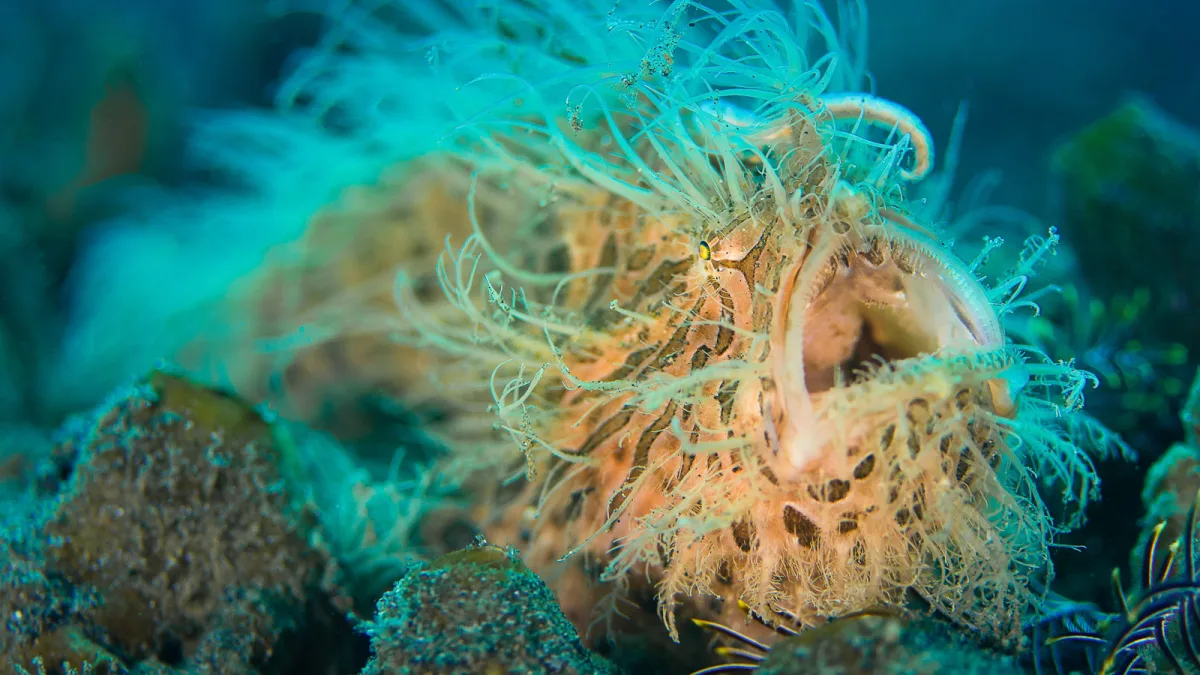 Lembeh Strait