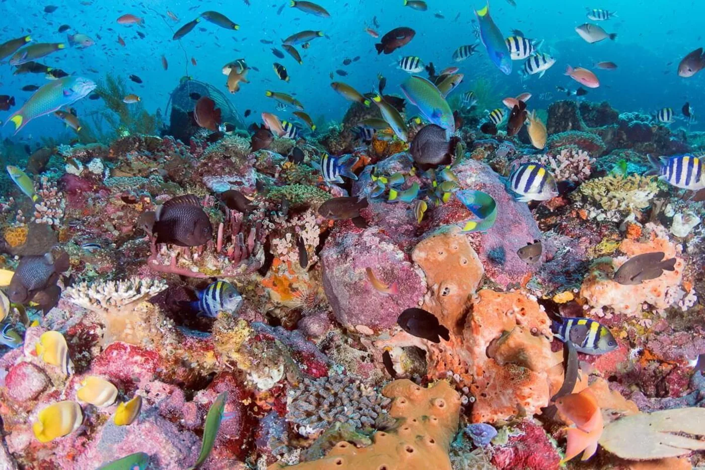 Colorful pop corn shrimp on red soft coral macro while diving