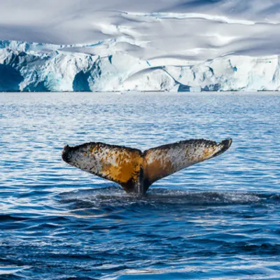 Keep an eye out for whales surfacing around the boat Image