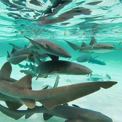 Meet sharks and rays in Shark Ray Alley, Ambergris Caye Image