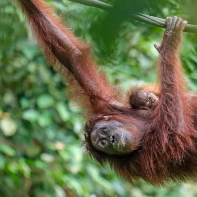 Visit the orangutans at Sepilok Image
