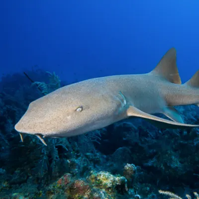 Encounter French Cay's nurse sharks Image