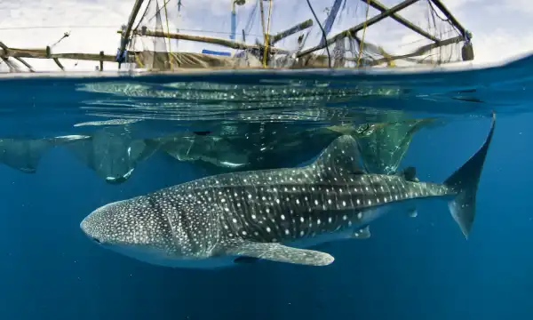 Cenderawasih Bay