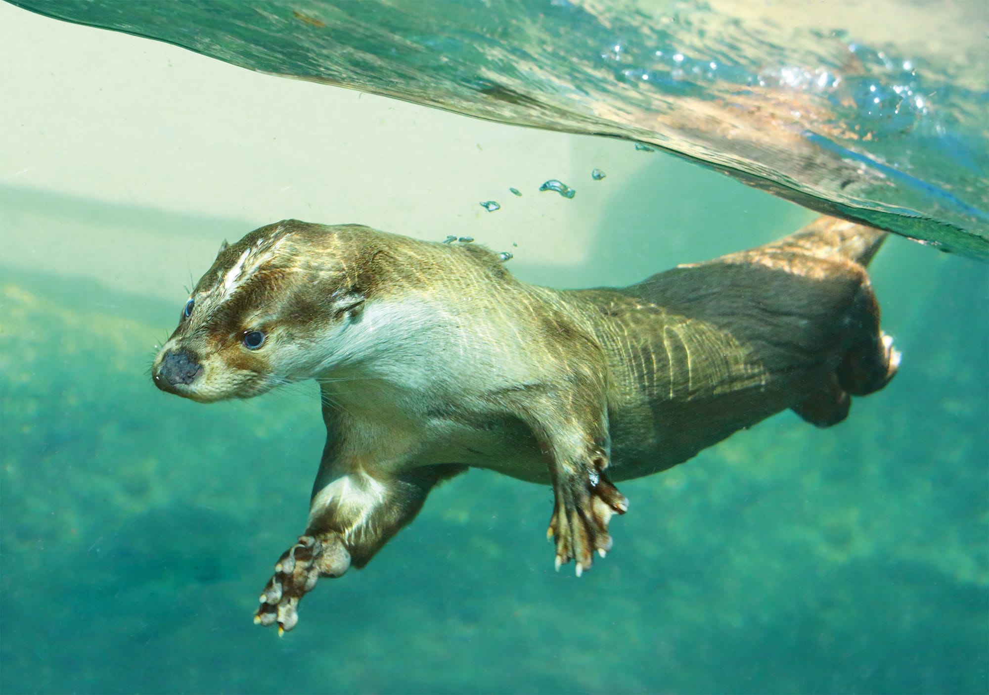 Fischotter im Sihlwald