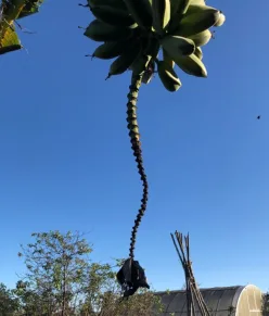 A banana plant with a curving, spiral-like stalk stretching up into a clear blue sky, bananas clustered at the top, resembling the shape of a scoliotic spine.