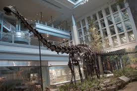 Dinosaur nini cyane yageze ite i Burayi? Ibisigazwa bishya biratanga igisubizo photo 4