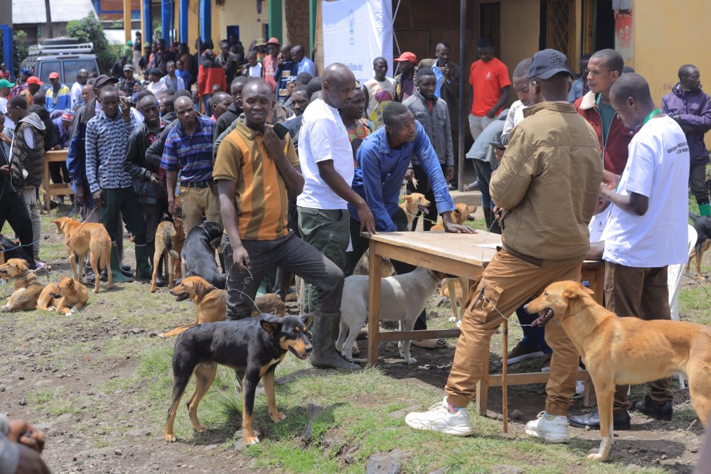 Abaturarwanda barenga 3.000 barumwe n’imbwa mu 2025  RBC