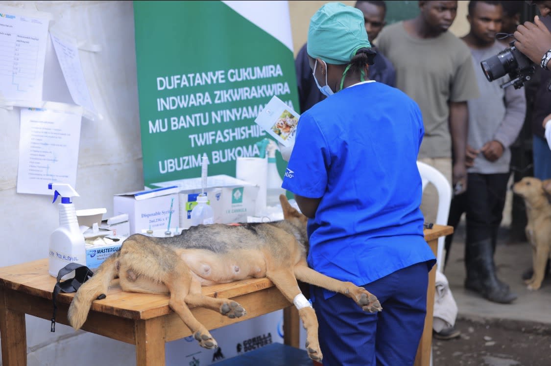Musanze: Imbwa zirenga 3,200 zarumye abantu mu Rwanda mu 2025, RBC ishyira imbaraga mu gukumira ibisazi