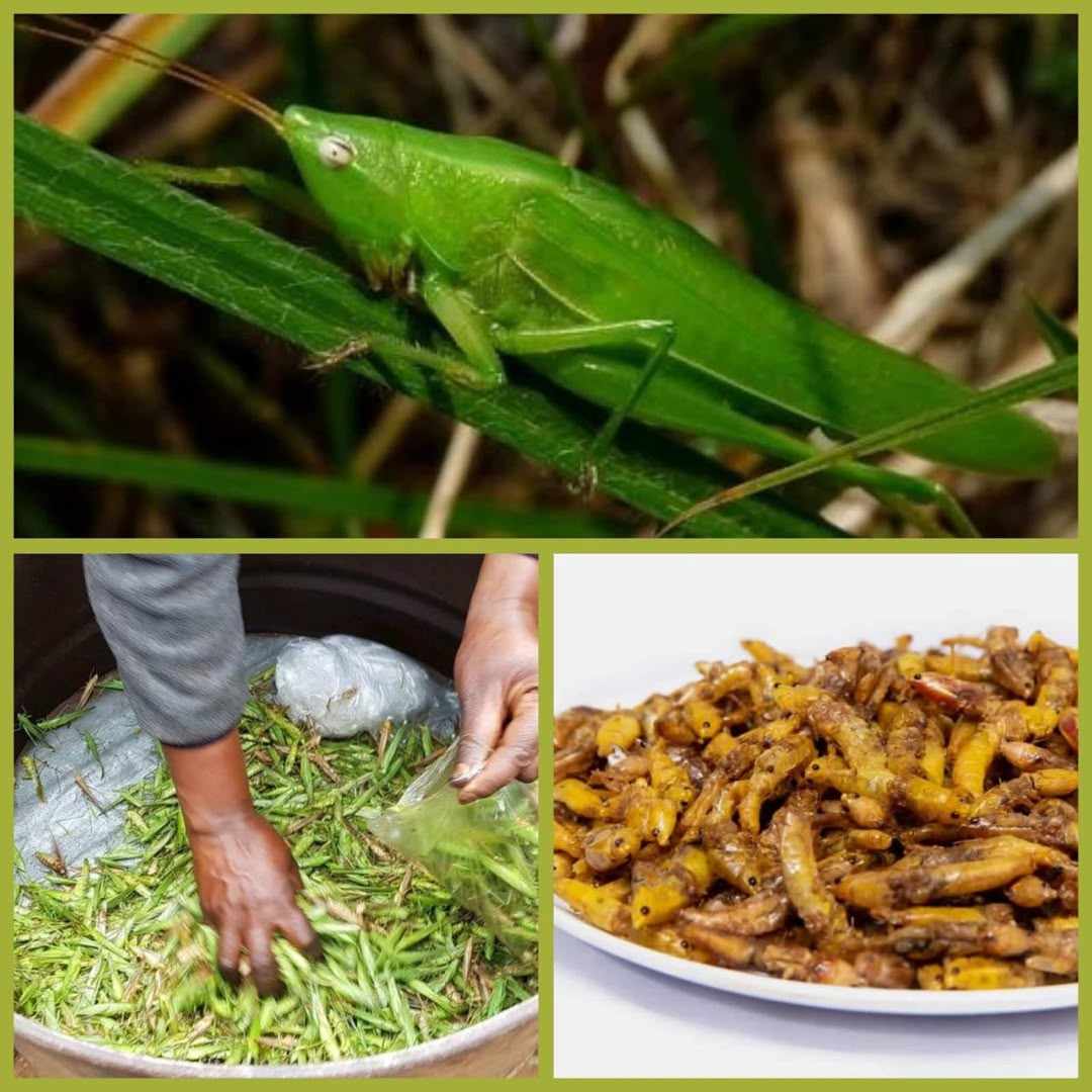 Ese wari Uziko Isenane igira proteins, Amino acids n’imyunyu ngugu bifasha umubiri mu kubaka abasirikare bawurinda?