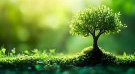 The Growing Environmental Crisis in Bihar: Challenges and Solutions